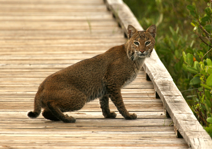 dockbobcat
